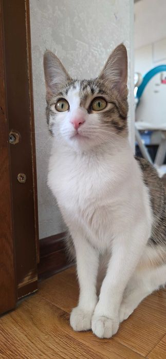 Кошка в добрые руки Даром