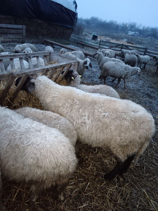 Vand 2 berbeci bucalai