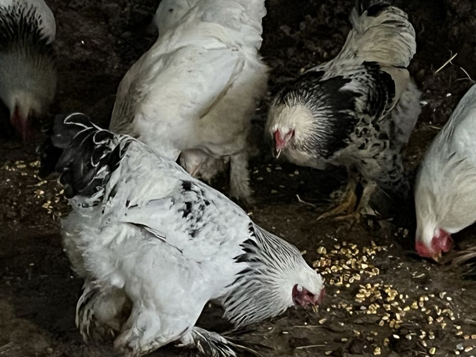 Брама кораздар сатылады