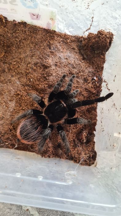 Tarantule/Scorpion de vânzare