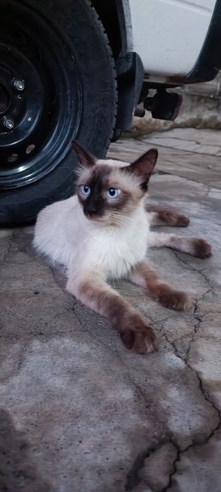 Sotiladi
Sog'lom va juda chiroyli e