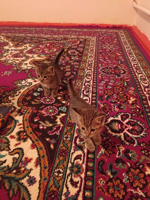 Животные домащныйе