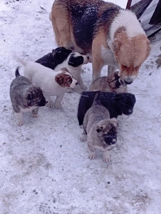 Щенки Алабая 5сук