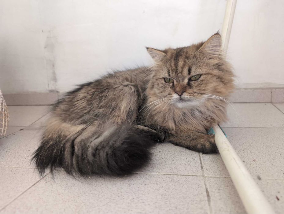 Мъжки котарак за Разплод