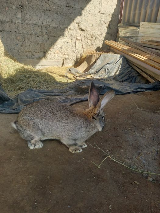 Два крала продамммм