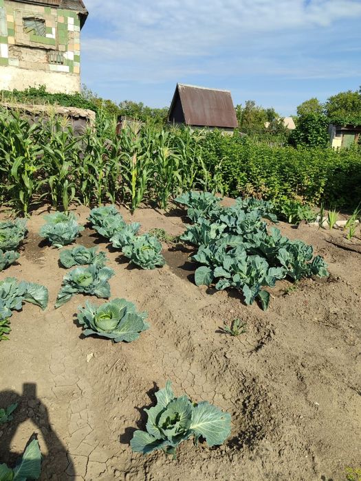 Продаю дачу в обществе Алма