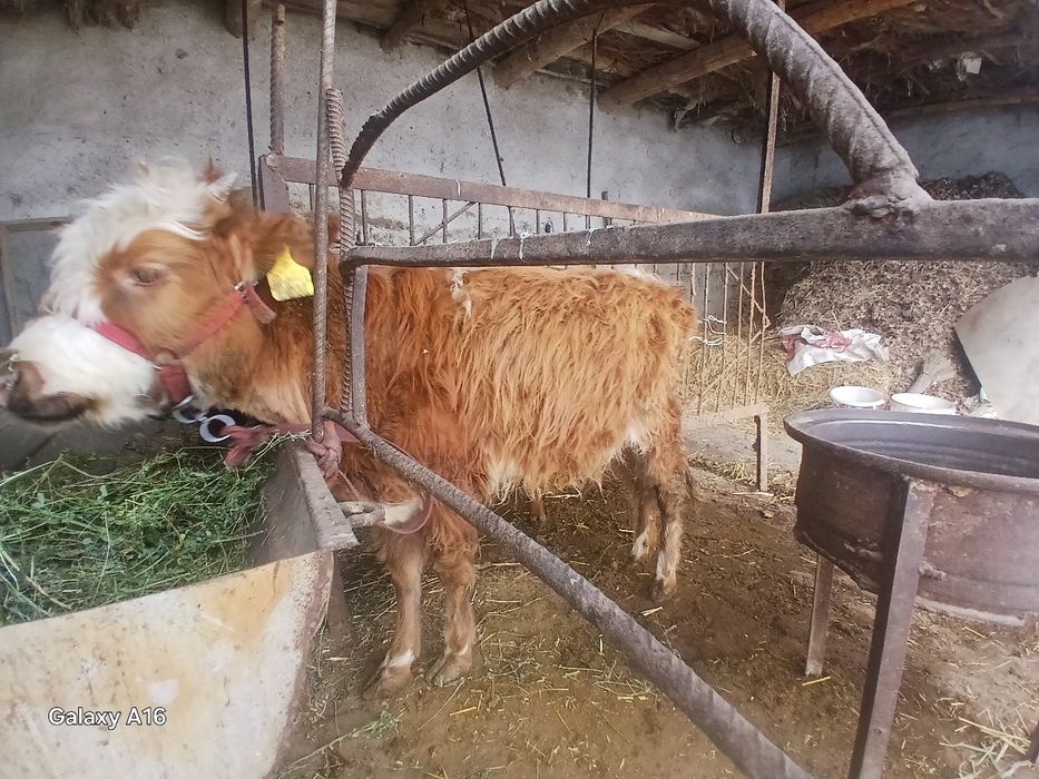 Гуножинчалар сотилади бирттаси сментал буйи 110 биттаси 1 метр