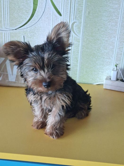 Йоркширски териер