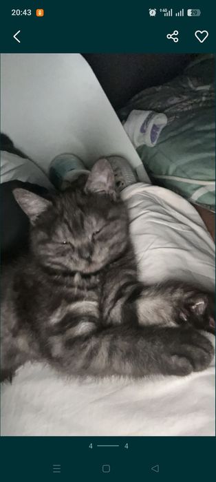 Продам котенка девочку 4 месяца