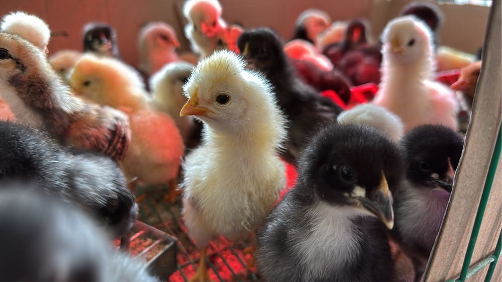 Ouă incubat Wyandotte, Paduane și ouă verzi (Easter Egger)