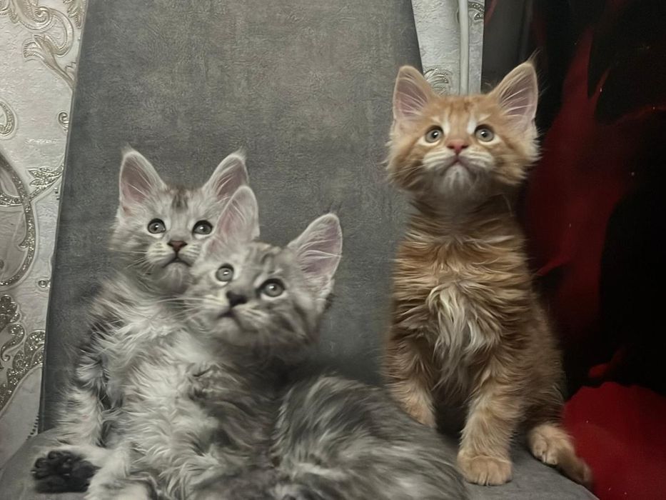 Чистокровные котята Мейн-кун