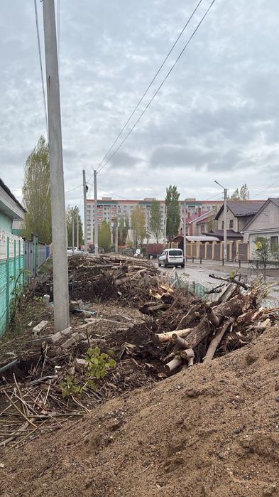 Отдам дровишки спил дерева
