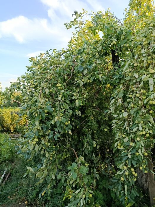 Дача в обществе "Елочка" 1480