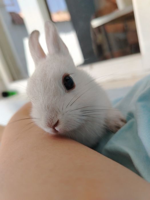 Декоративный кролик 3-3,5 месяца