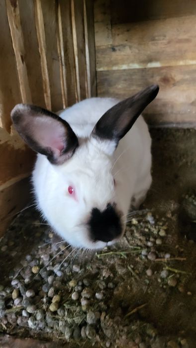 Кролики калифорния