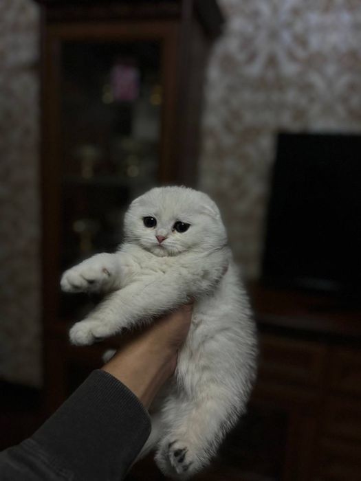 Котенок скоттиш страйт