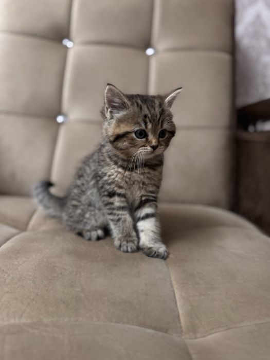Срочно продается котенок Скоттиш страйт  шотландская прямоухая