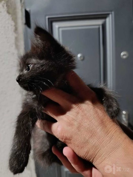 Отдам котенка девочка