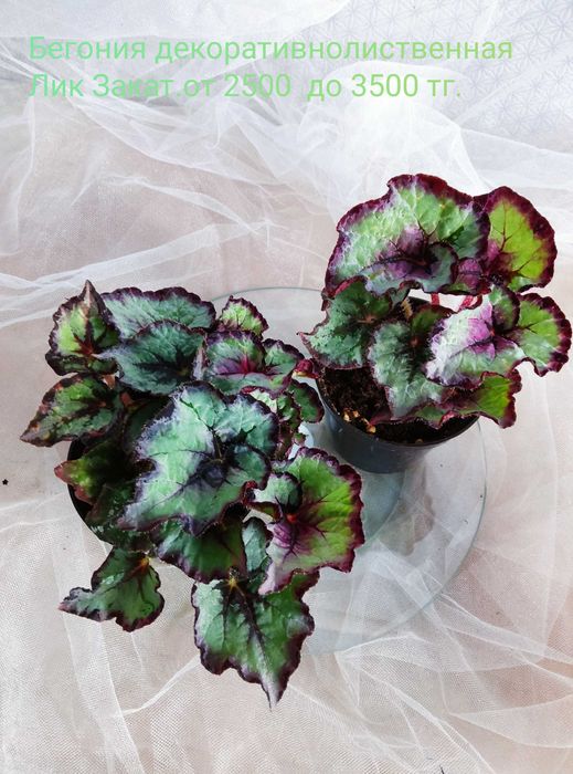 Комнатные растения