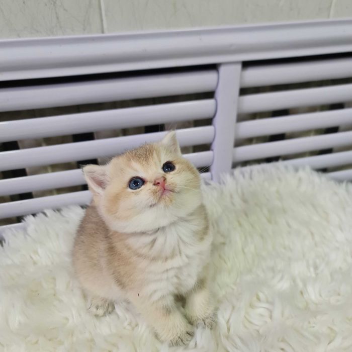 Британская короткошерстная. Котята