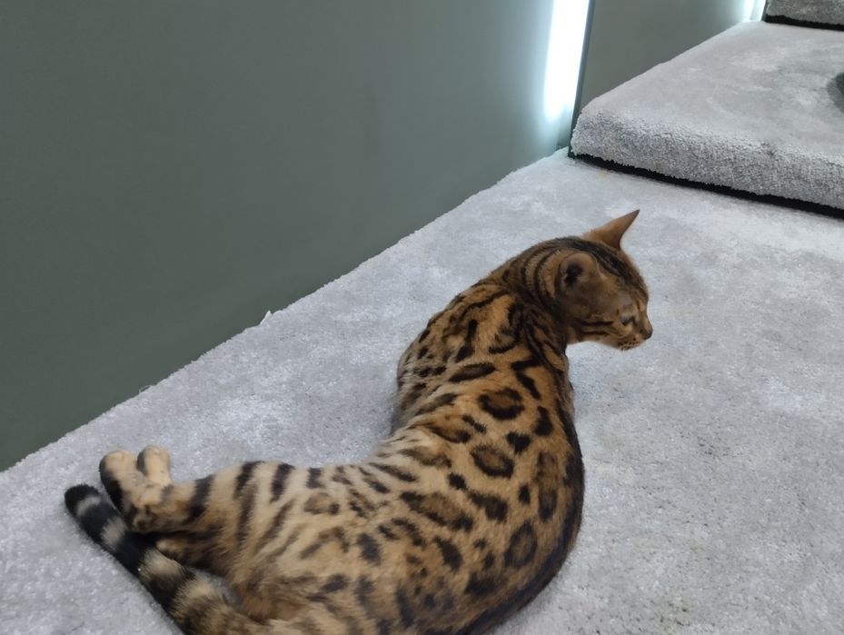 Бенгальская кошка девочка