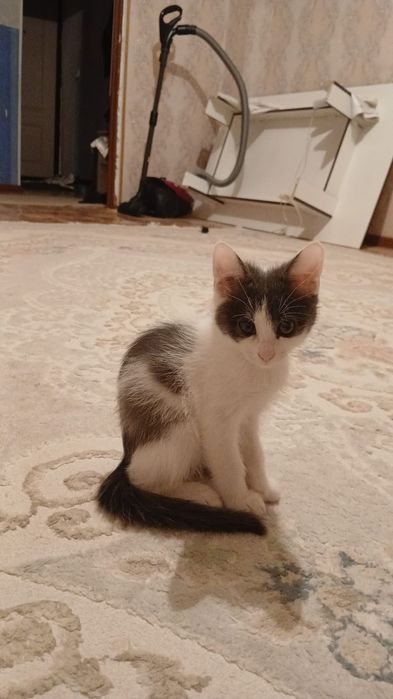 Котята веселые шустрый