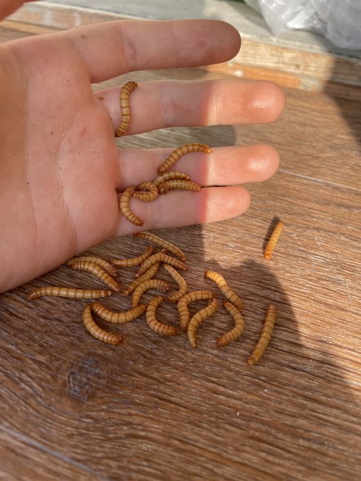 Продам мучного червя