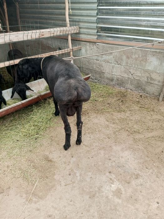 Arashan qóchqor sotiladi