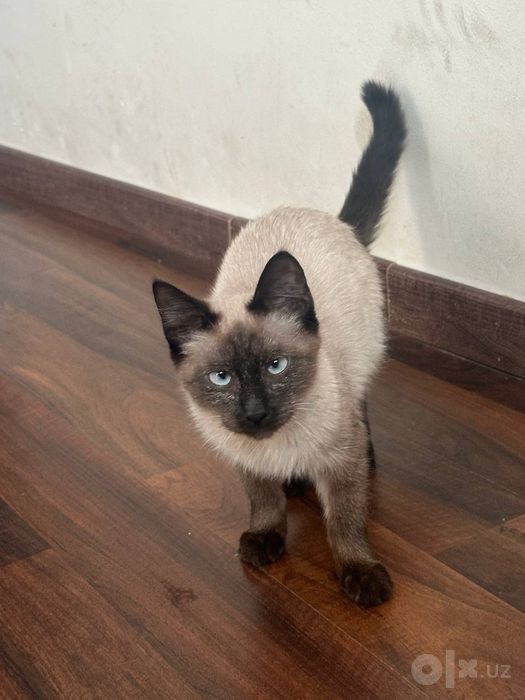 Котенок сиамский