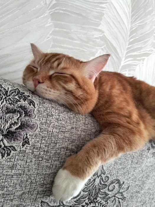 шикарный кот шикарный кот