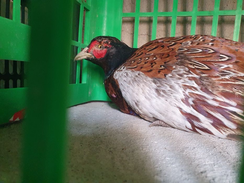 Fazan. Tustovuq. Erkagi