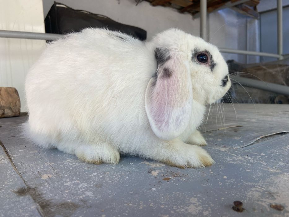 Quyon baran yangiyol