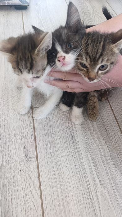 Котята,в хорошие рукки,около  ...
