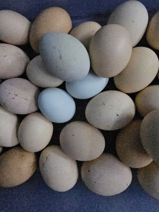 Инкубацияга тухум сотилади.