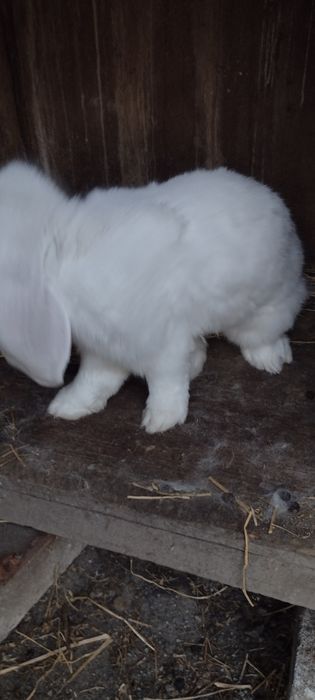 Vand urgent iepuri berbec german si fluture  german