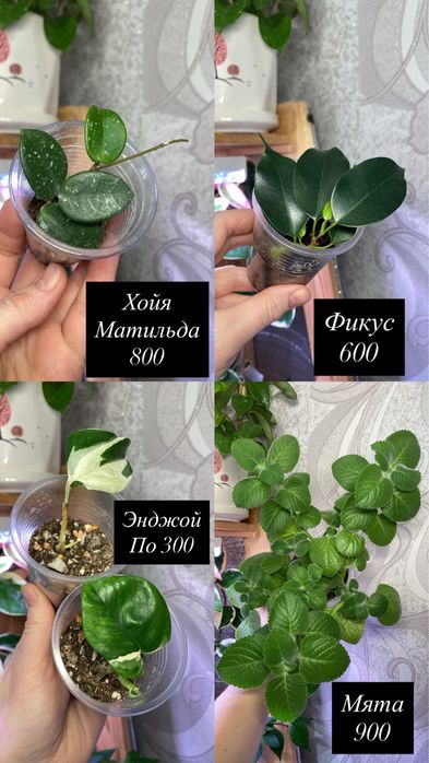 Комнатные растени