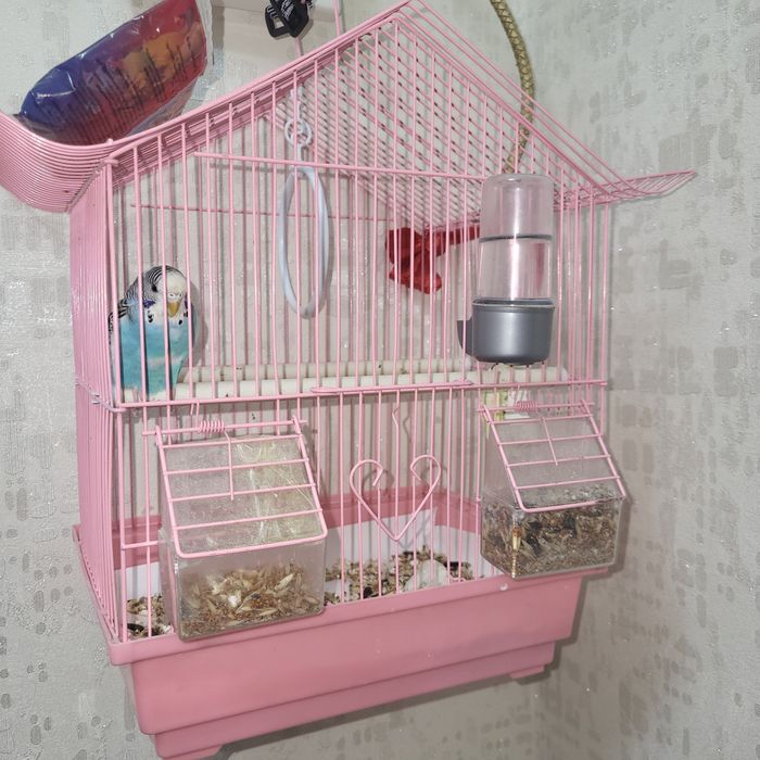 Продам , попугай+ клетка