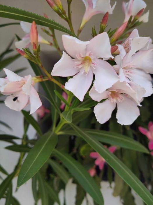 Зокум / Олеандър 5 бр