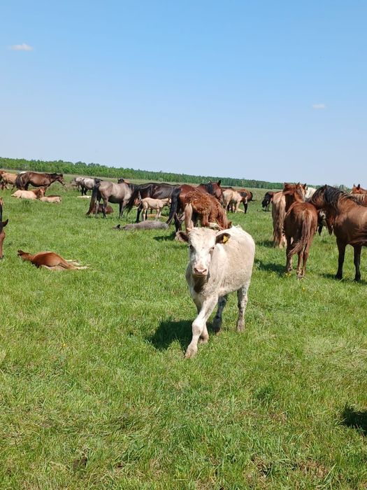 Продам годовалога быка срочно