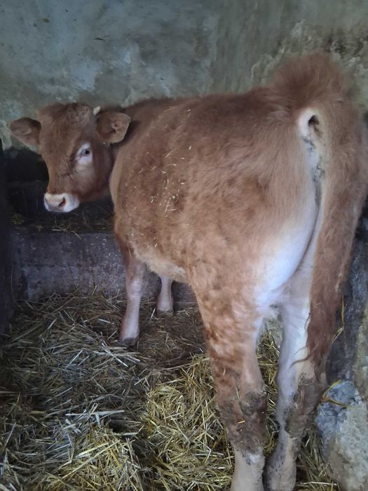 Vând tăuraș de 7 luni