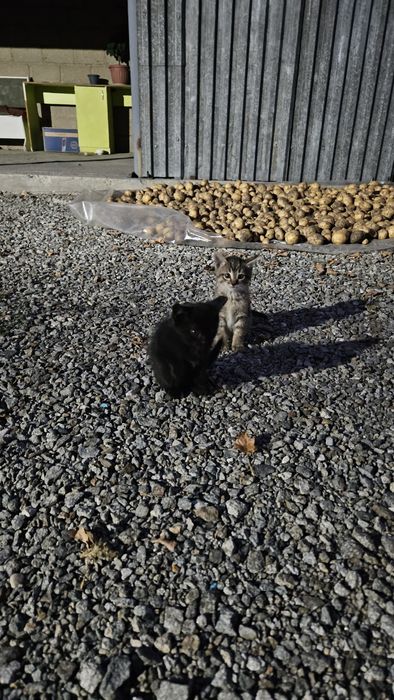 Отдам котенка в добрые руки)))