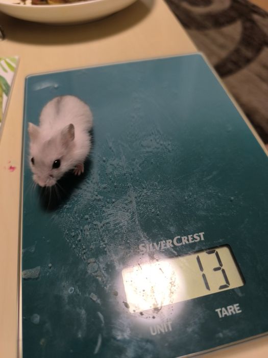 Hamsteri pitici de vanzare