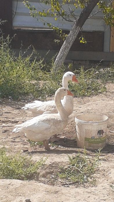 Гусь, қаз сатылады