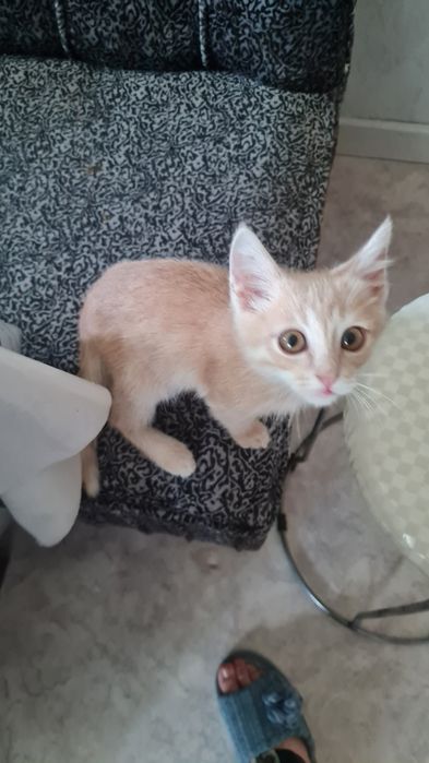 Отдам котят в добрые руки