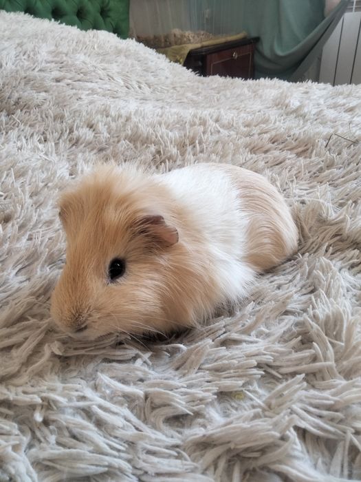 Дарю морскую свинку