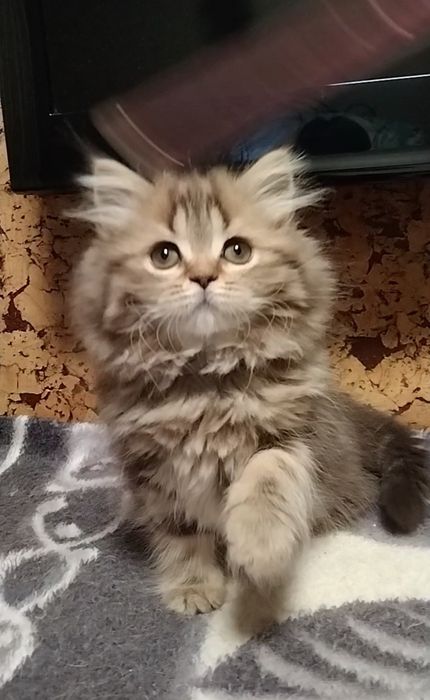 Шикарная Хайленд страйт.