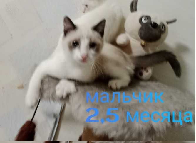 Отдам котят в добрые руки