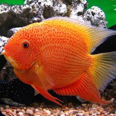 Severum (lojniy diskus)