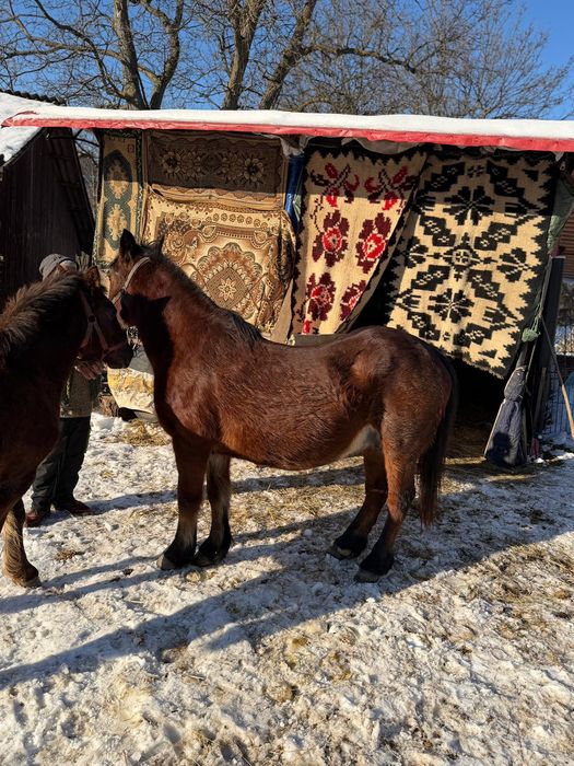 Vând iapa gestantă și mânzat de 8 luni