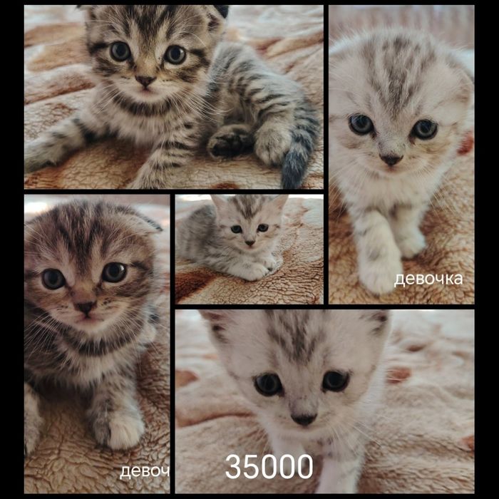 Ласковые котята ищут дом